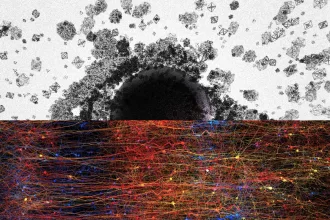 neurovedci algebricka topologia