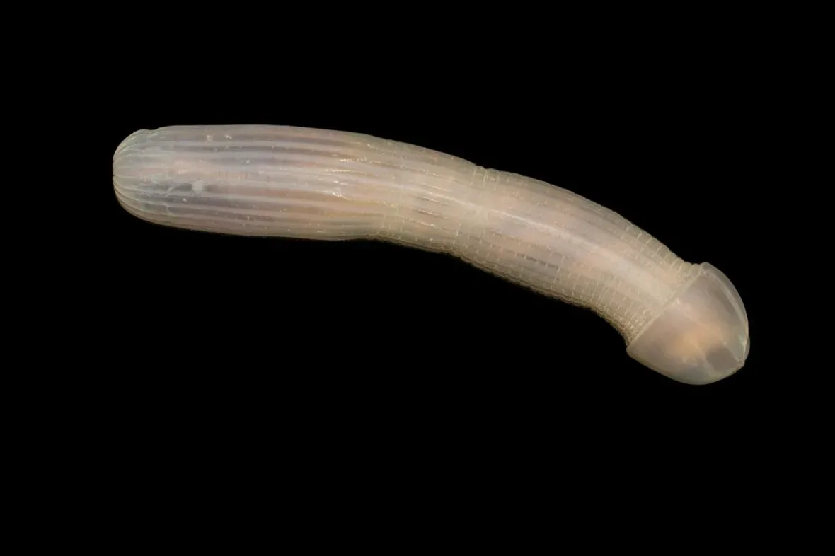 peanut worm jpg webp