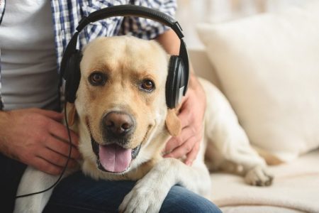pes hudba