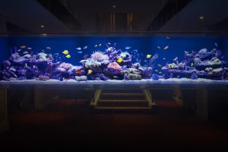 fishtank hacker