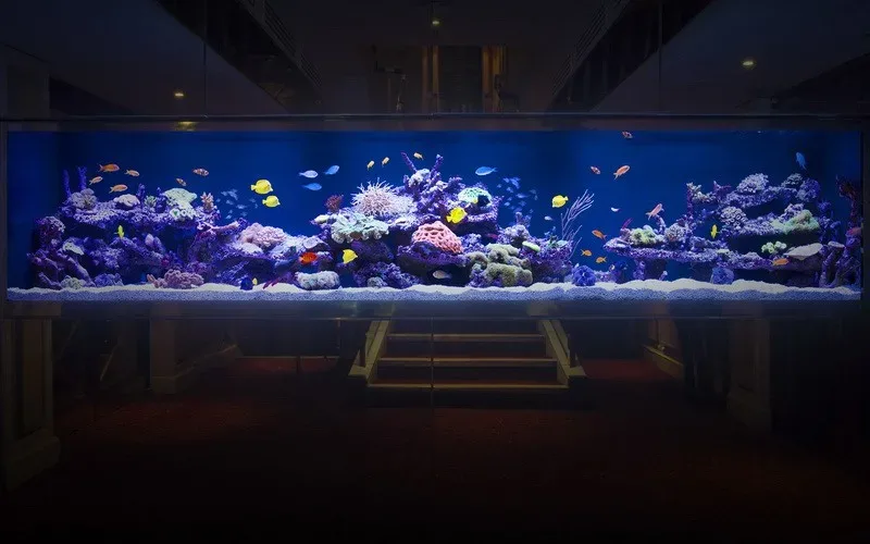 fishtank hacker jpg webp