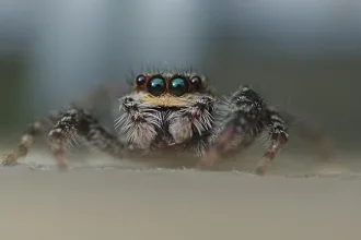 jumping spider