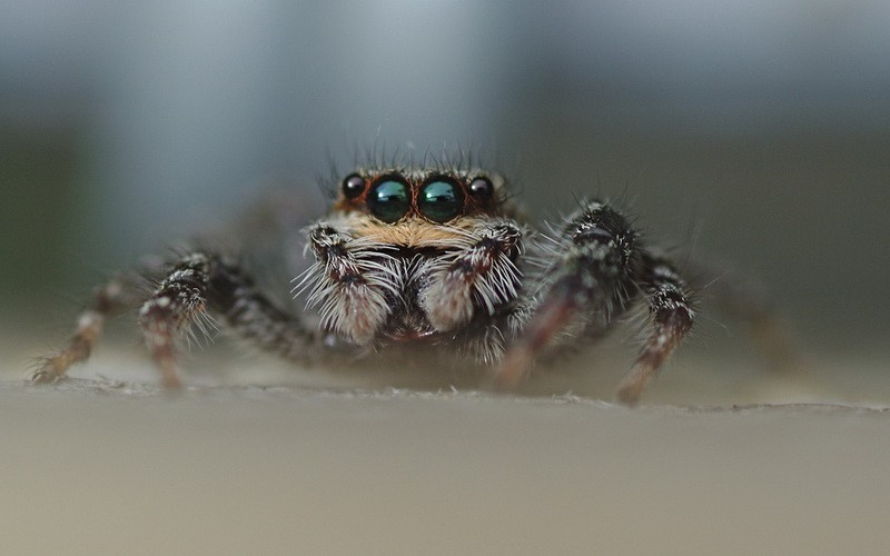jumping spider