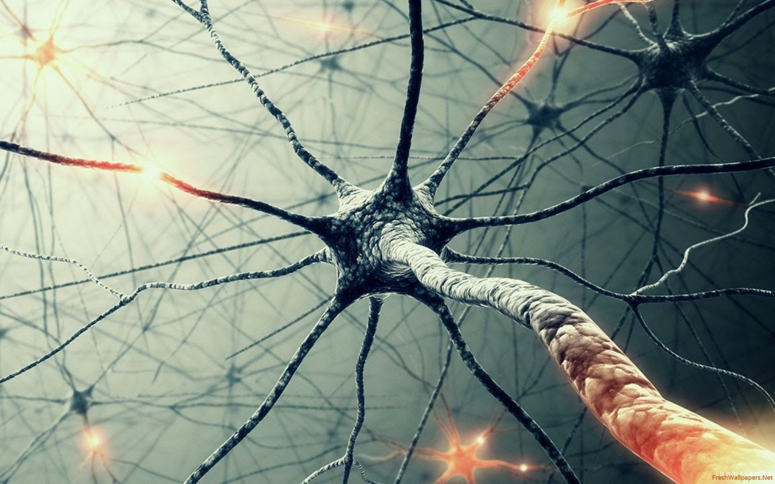 neuron