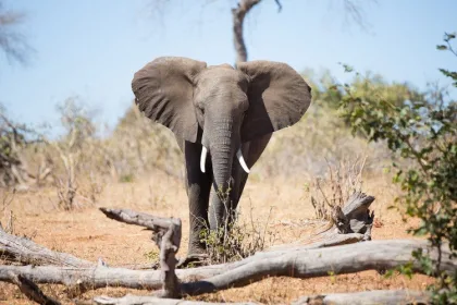 rwanda elephants