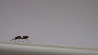 spider ant