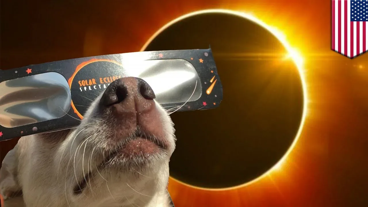 solar eclipse jpg webp