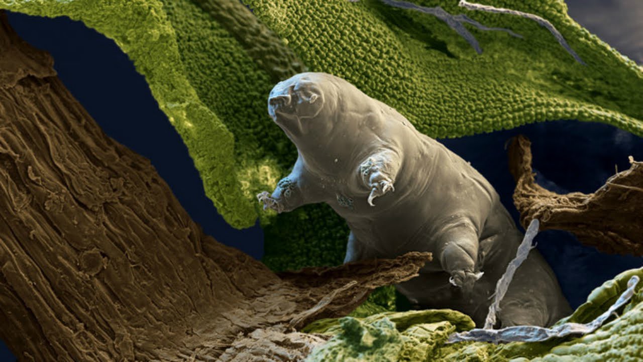 waterbear 1