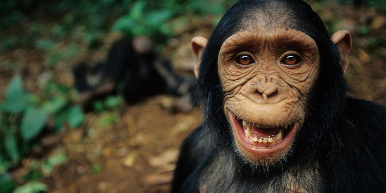 šimpanz tit