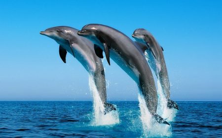 dolphin wallpaper 1