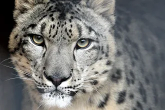 snow leopard