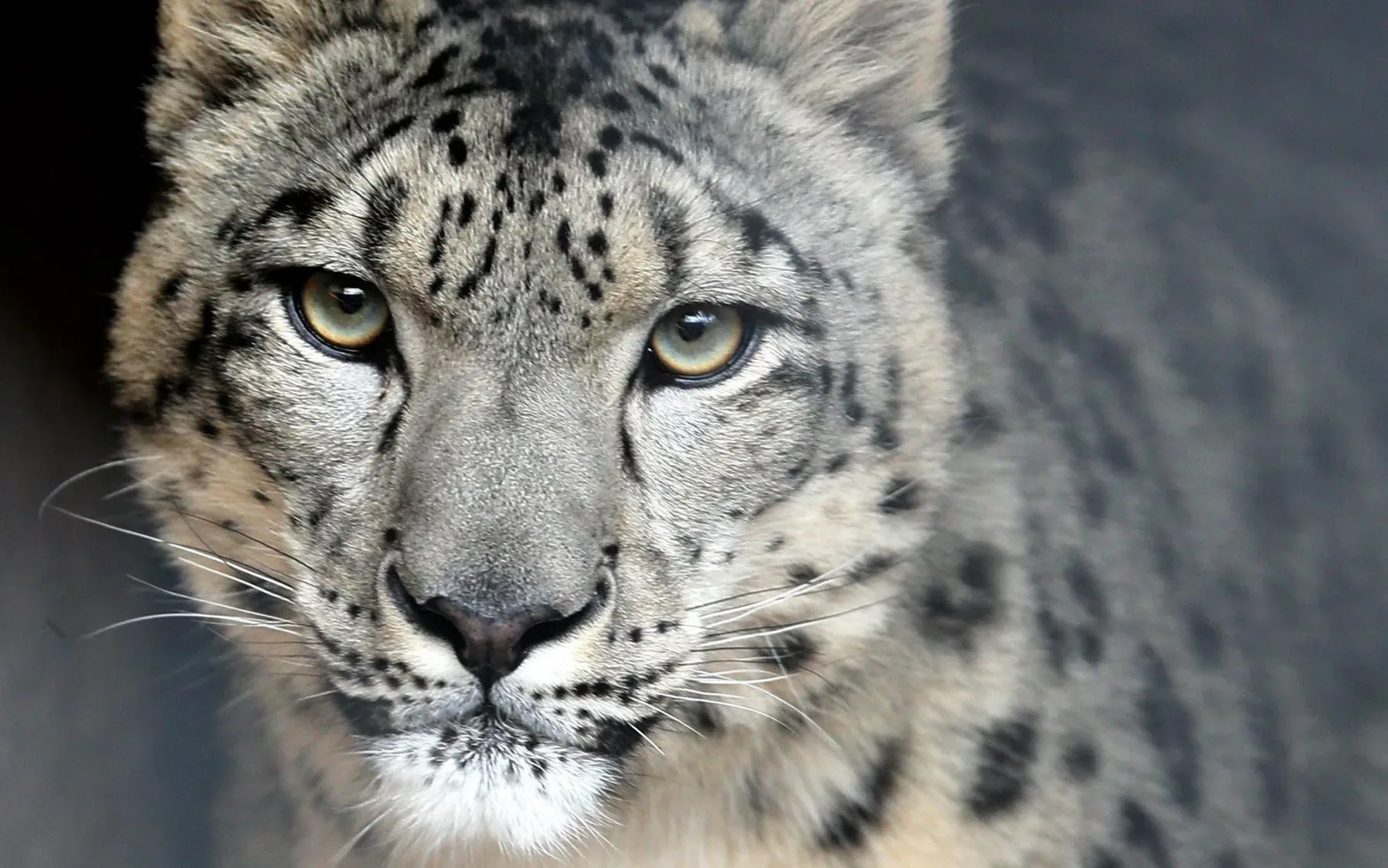 snow leopard jpg webp