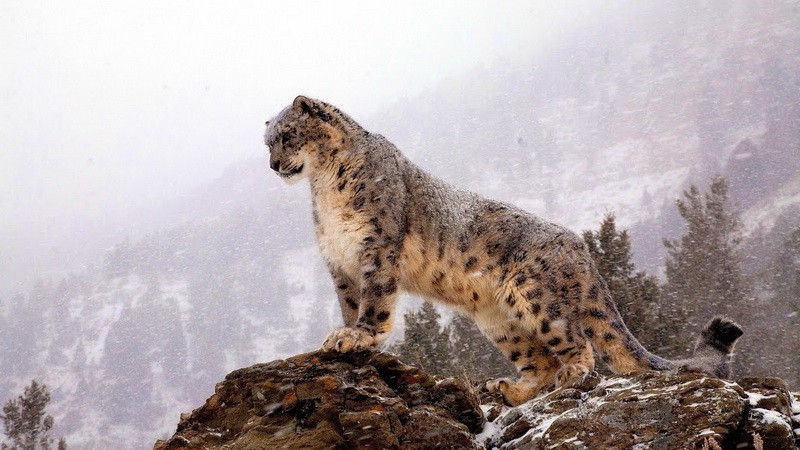 snow leopard2