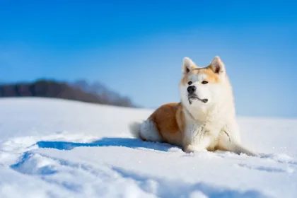 Akita Inu