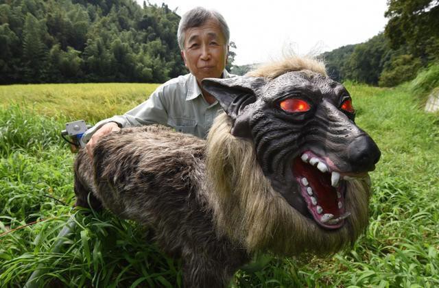 japonsko polia farmari roboticky vlk