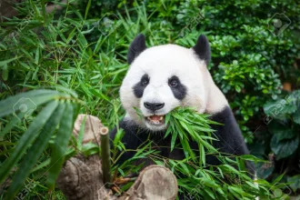 panda bambus kyanid zazracna vlastnost