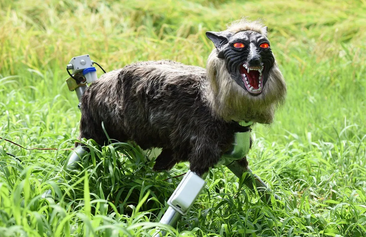 roboticky vlk japonsko polia jpg webp