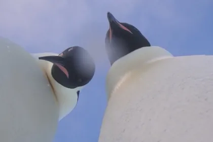 tučniak selfie