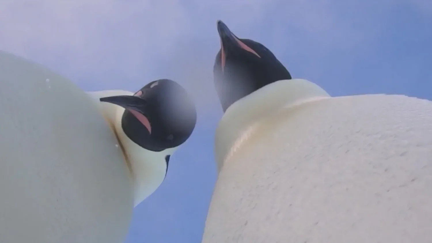 tučniak selfie jpg webp