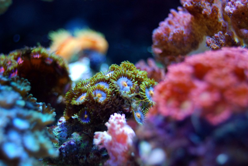 koralovy utes plaz more ocean miznutie klimaticke zmeny zivocichy
