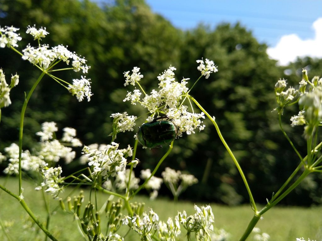 Foto z Nokia 8 Sirocco 12