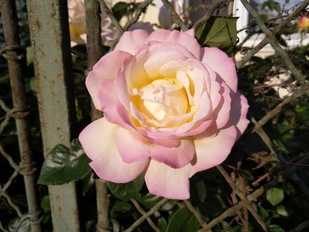 Foto z Nokia 8 Sirocco 21