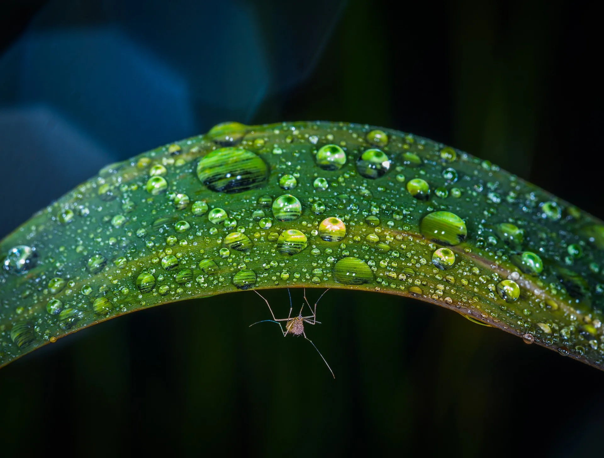 afrika malaria komar geneticky modifikovany druh jpg