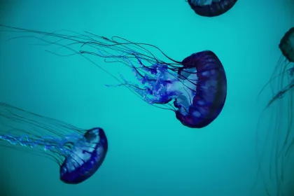 meduza hlien plasty odpad planeta zivotne prostredie vedci moria ocean