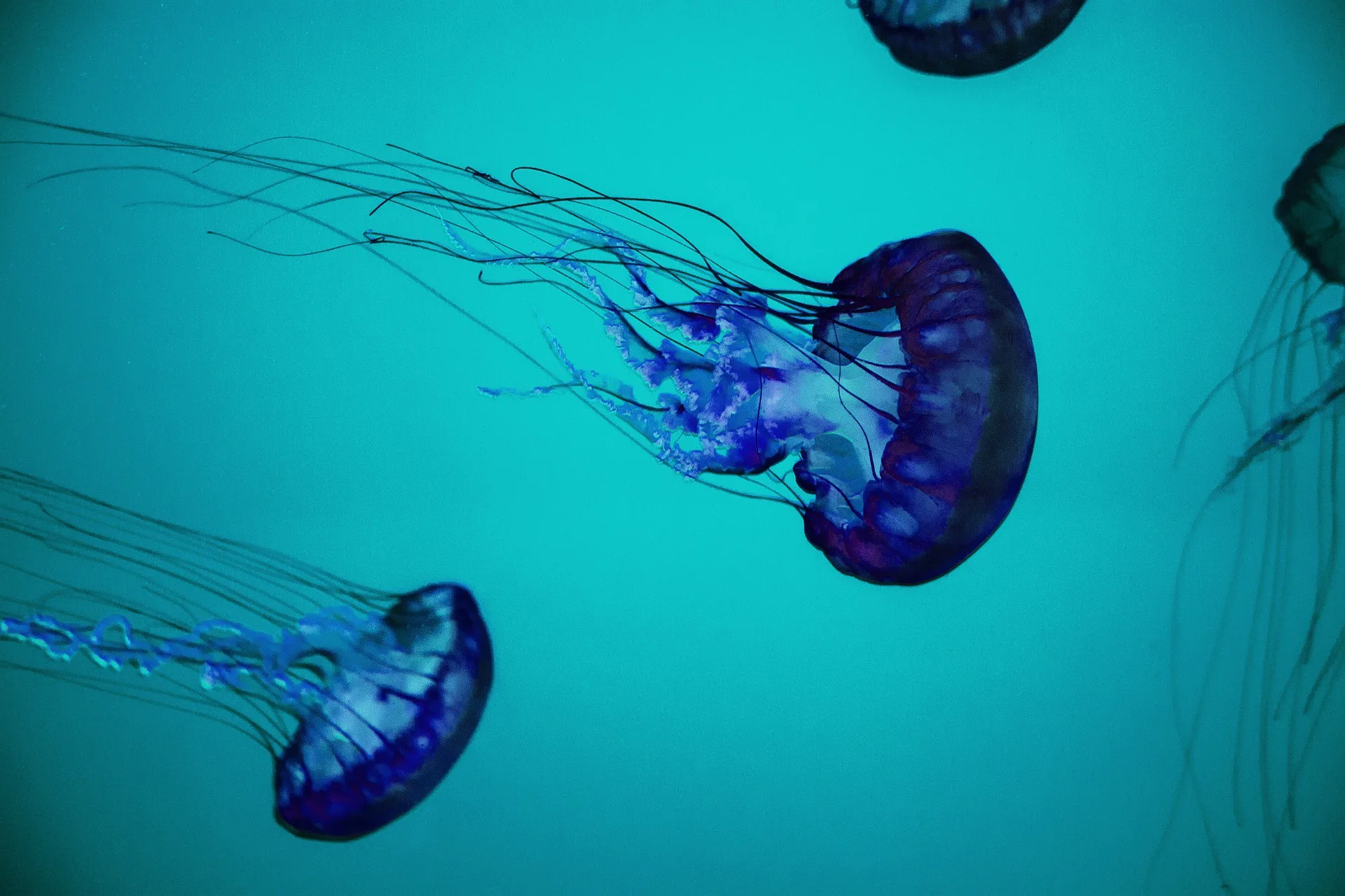 meduza hlien plasty odpad planeta zivotne prostredie vedci moria ocean jpg