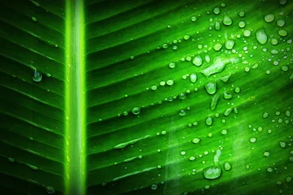 umely list premenit oxid uhlicity na kyslik viac enormne mnoztvo fotosynteza