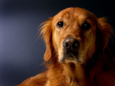 retriever