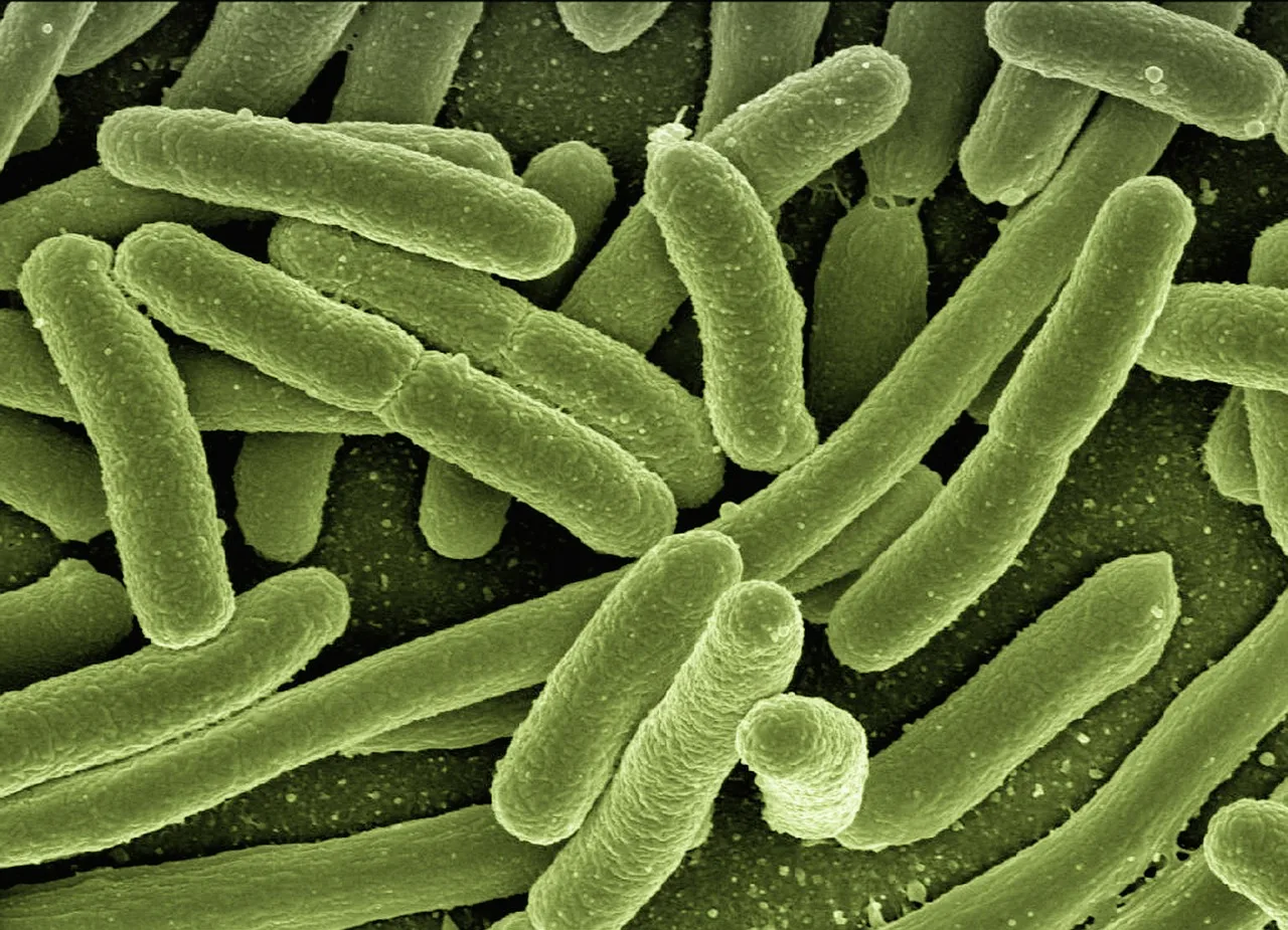 bakteria jpg