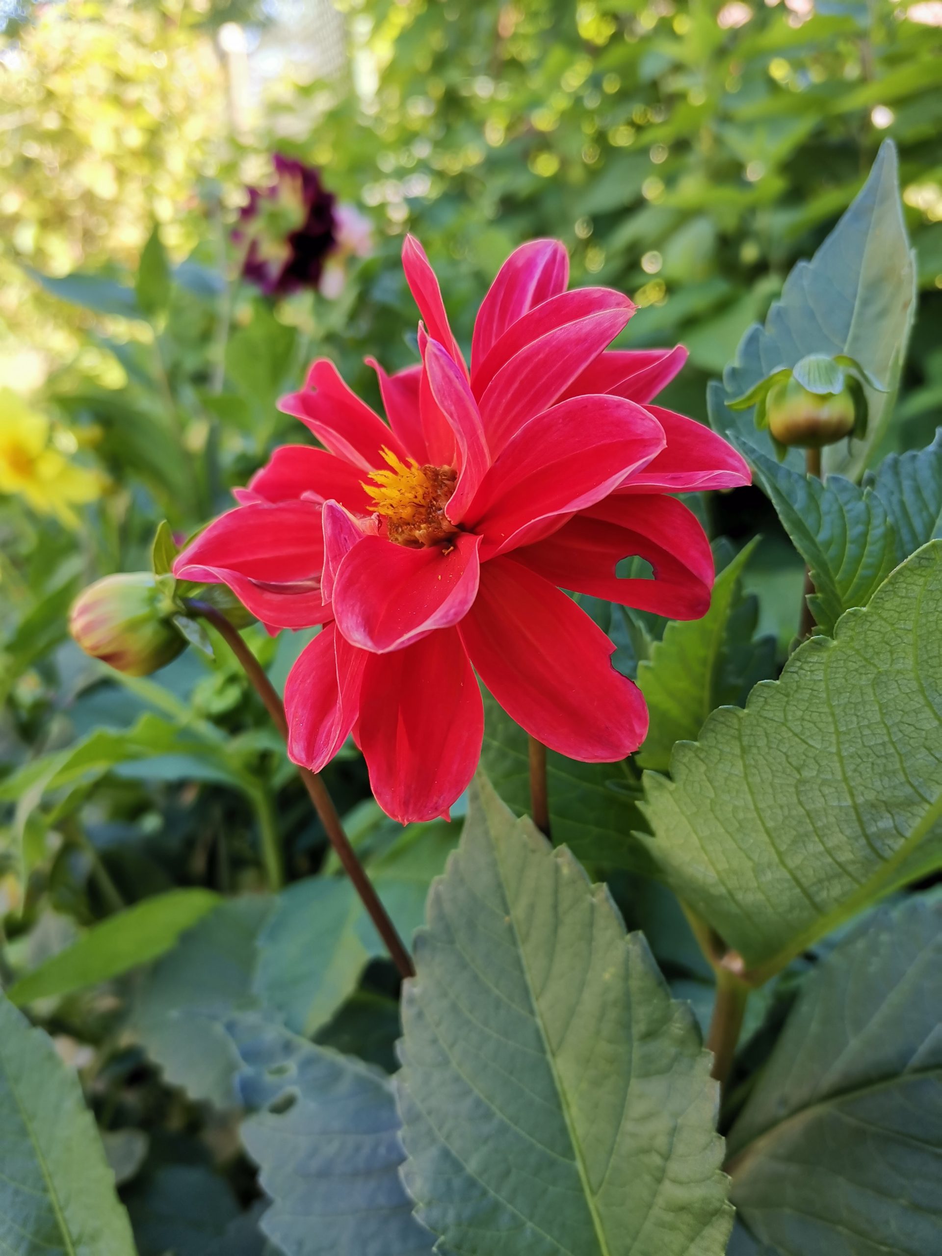 honor 9x pro foto 26 scaled