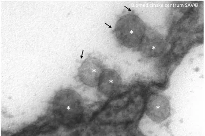 slovensky koronavirus sav