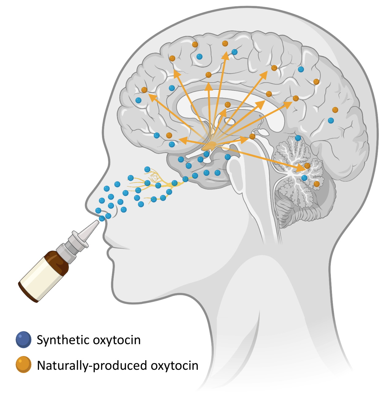 oxytocin autizmus