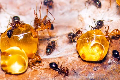 Mravčí med je antibiotikum