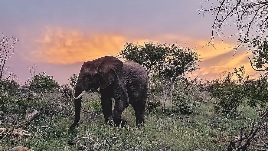 Samsung Wildlife Watch