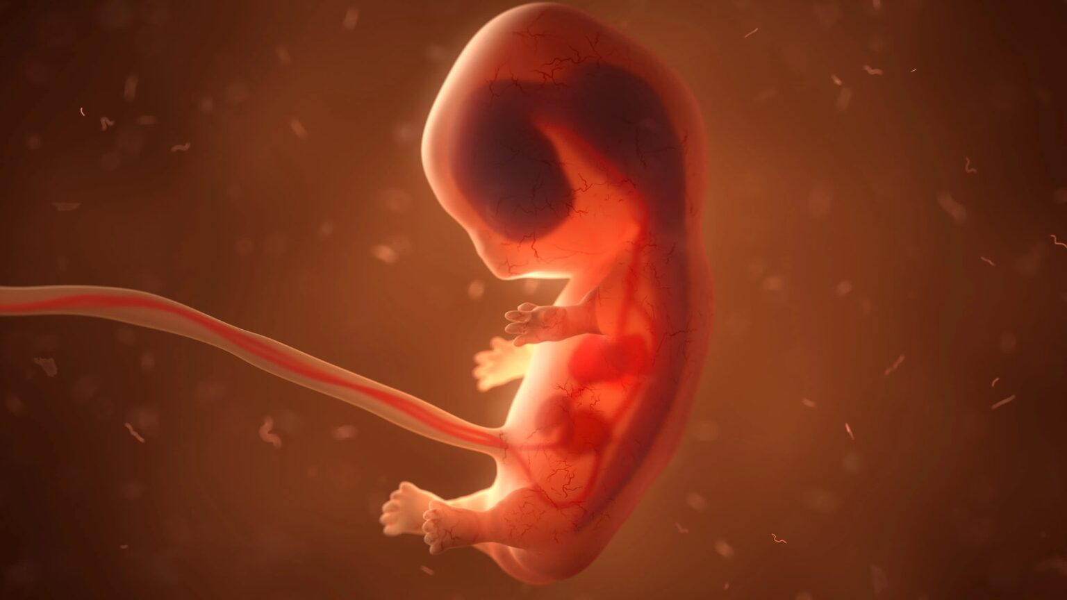 Embryo