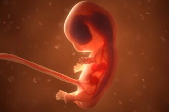 Embryo