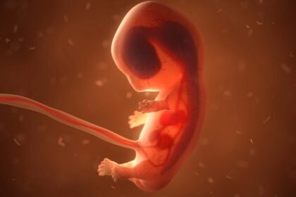 Embryo
