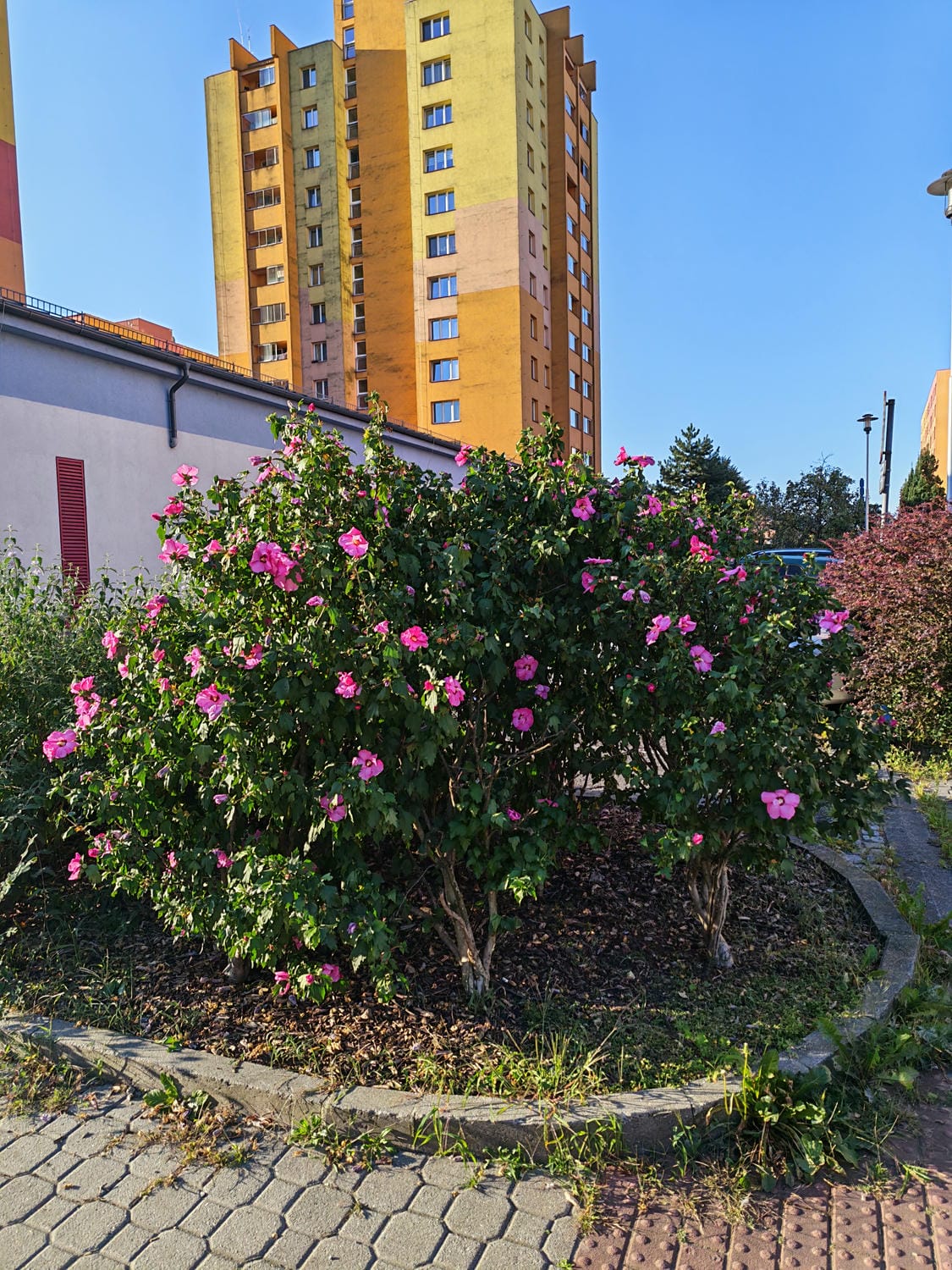 Honor Magic V5