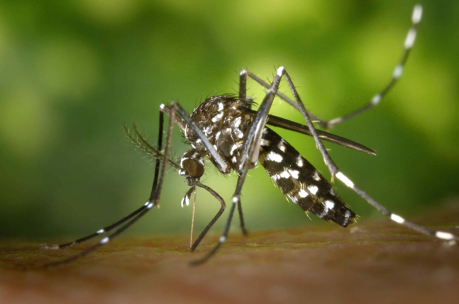 komár, chikungunya, komár japonský
