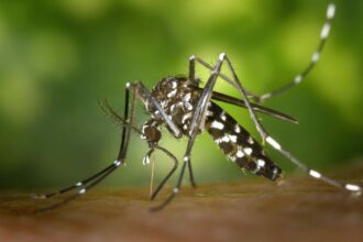 komár, chikungunya