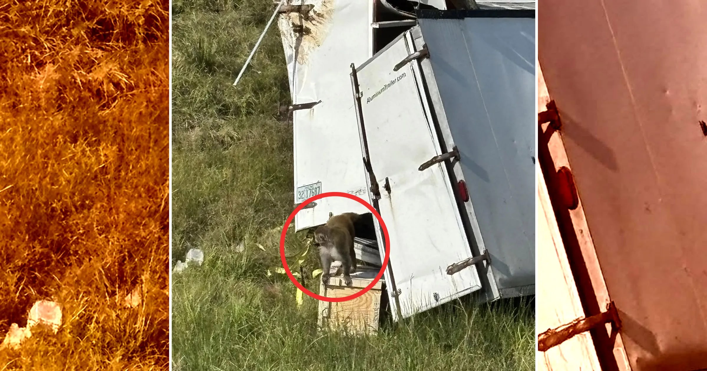 Ušli opice, ktoré vraj boli nakazené hepatitídou C či COVID-19: Jednu hľadajú s termovíziou