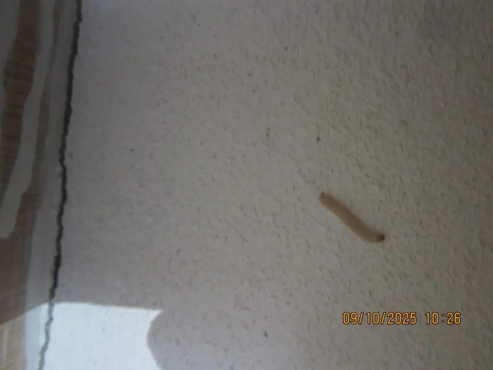 inšpektori, kontrola