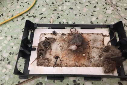 inšpektori odhalili hlodavce