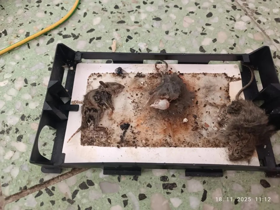 inšpektori odhalili hlodavce