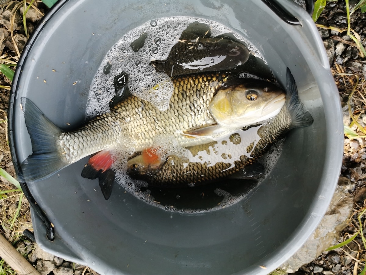 ŠVPS SR, varovanie pred rybami